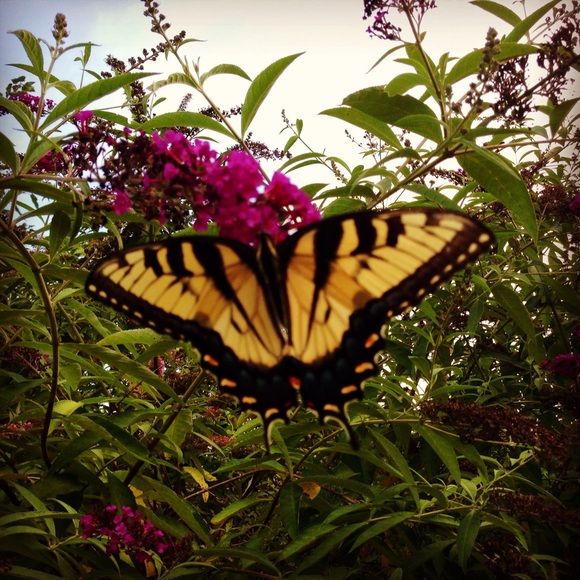 Meet your Posher, Nina - Picture 1 of 1